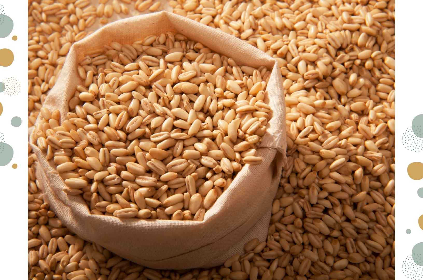 Barley: Encouraging Sturdy Growth